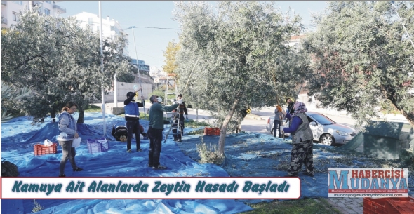 Kamuya Ait Alanlarda Zeytin Hasad Balad